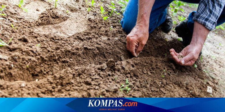 Ingin Hidup Mandiri, Puluhan Mantan ODGJ Bercocok Tanam hingga Membatik