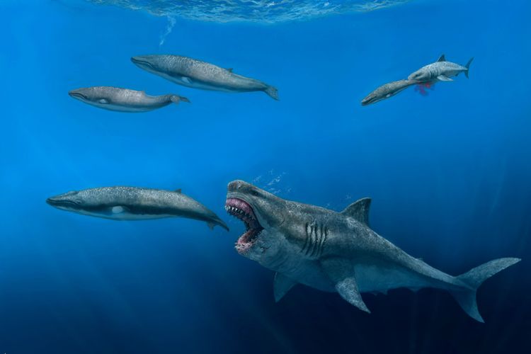 Ilustrasi megalodon. Studi pemodelan 3D peneliti internasional ungkap mangsa megalodon. Terungkap megalodon mampu memakan mangsa sebesar paus pembunuh modern dengan berat 61 ton.