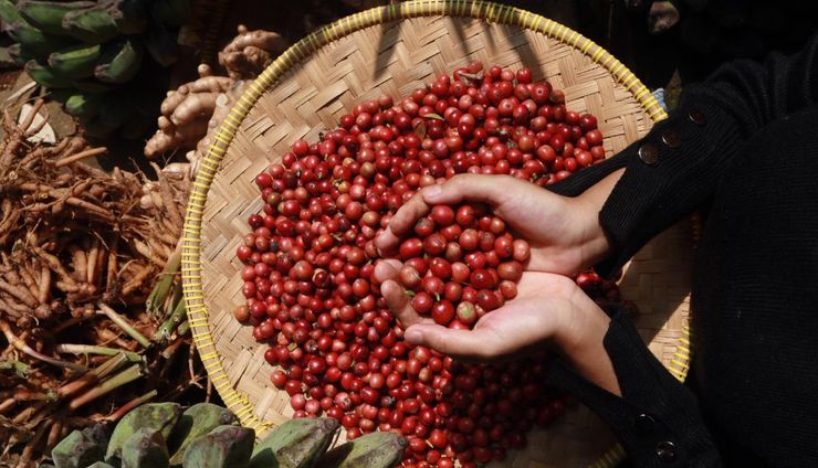 Menjaga Momentum Kopi Indonesia di Tengah Gejolak Global