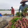 Banjir Rendam Lahan Bawang Merah di Pati, Kerugian Petani Tembus Rp 5,4 Miliar