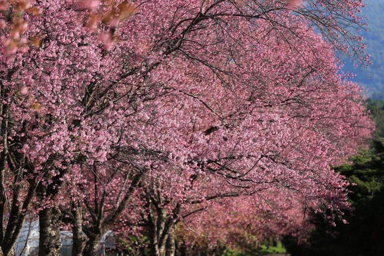 Sakura di Khun Wang Royal Agricultural Research Center 