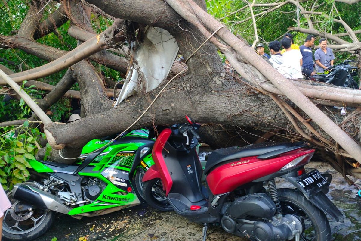 Sebuah pohon di Jalan Kayu Putih Selatan, Kelurahan Pulogadung, Kecamatan Pulogadung, Jakarta Timur, tumbang pada Senin (4/4/2022) sore. Pohon itu menimpa tujuh unit motor dan satu orang yang berada di tempat cucian motor.