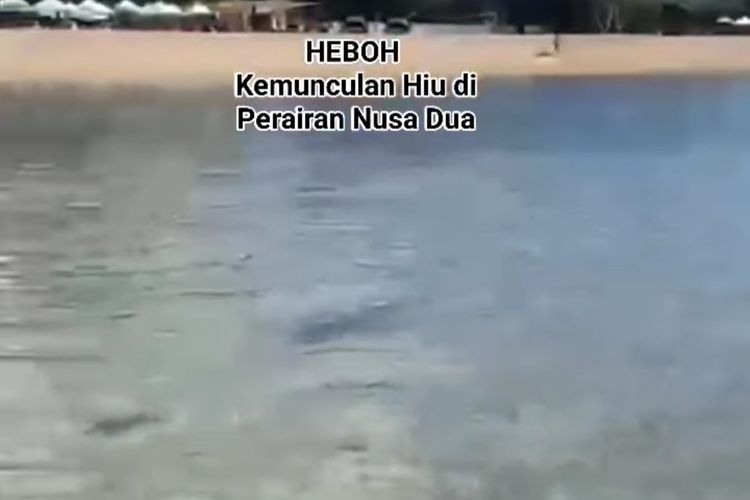 Viral Hiu Muncul di Pantai Nusa Dua Bali, Ini Penjelasan ITDC 