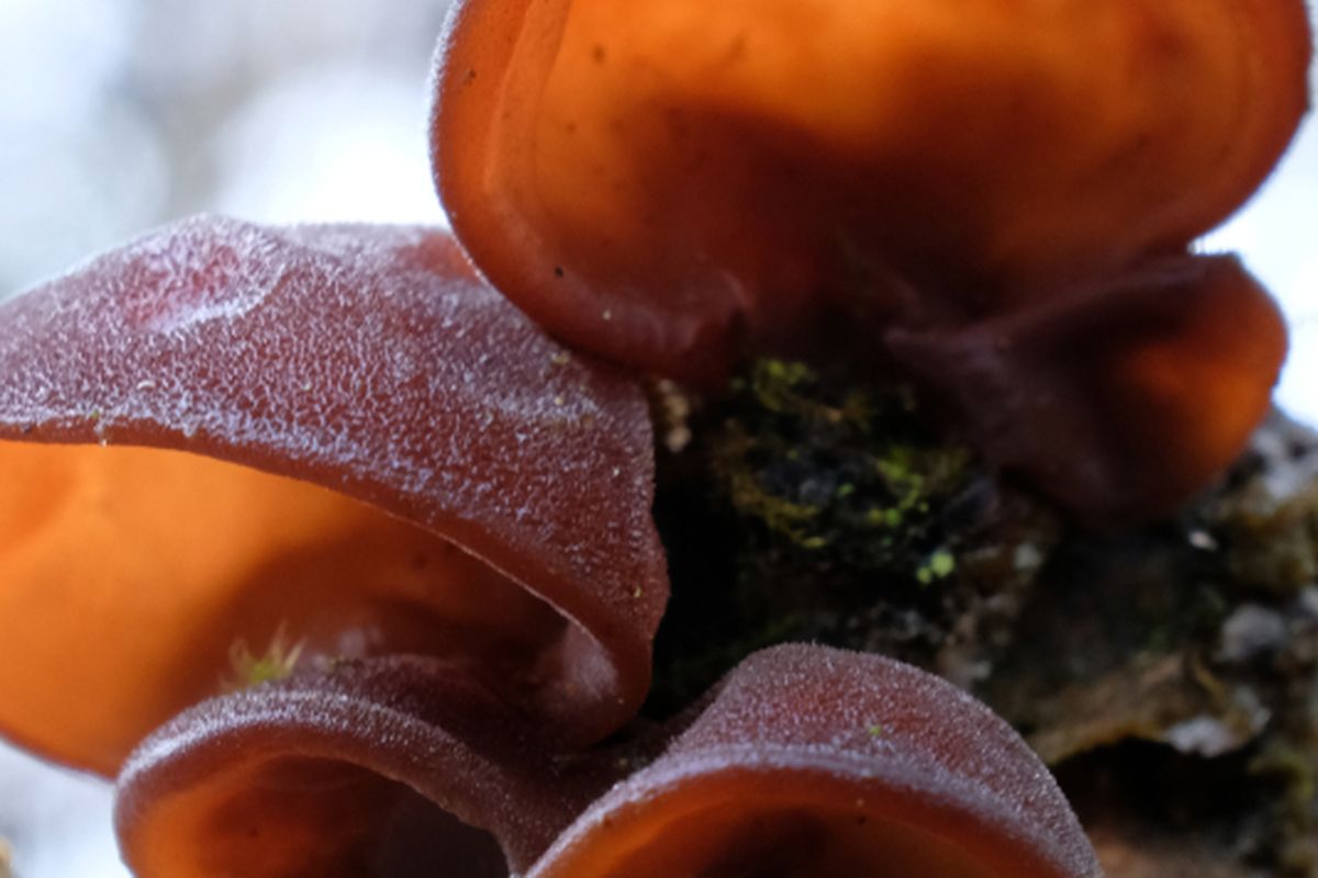 Ilustrasi jamur kuping. 