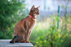 Mengenal 10 Ras Kucing Paling Cerdas di Dunia