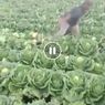 Video Petani di Bandung Rusak Tanaman Sendiri Viral, Kecewa Harga Sayur Anjlok