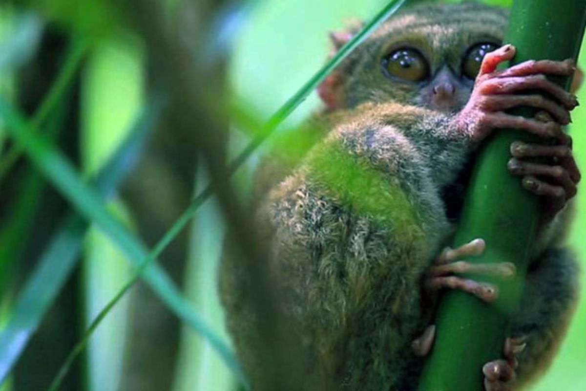 Tarsius di Sulawesi Utara merupakan primata terkecil di dunia.