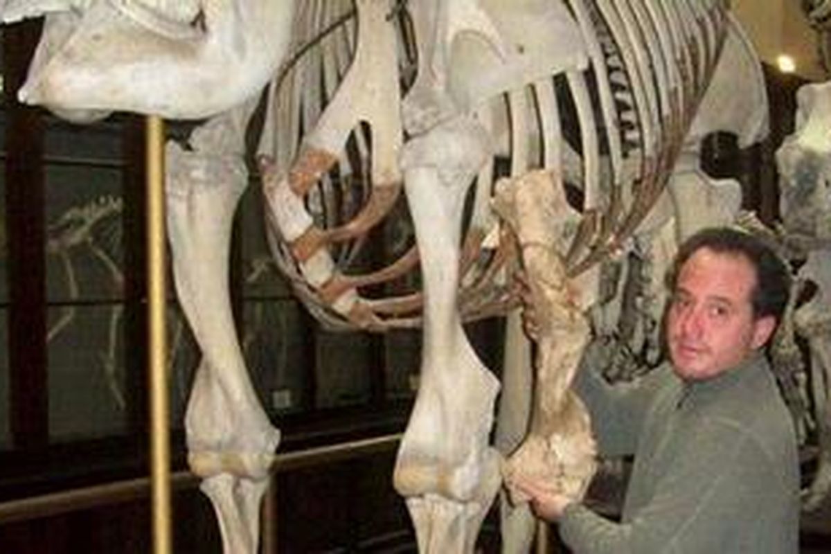 Paleontolog Leopoldo Soibelzon membandingkan fosil tulang lengan atas beruang prasejarah yang ditemukan dengan kerangka gajah.