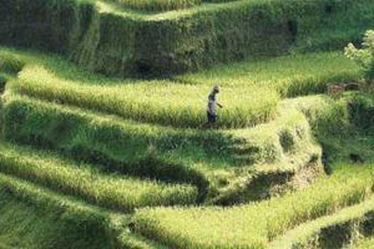 Sawah berundak-undak di Jatiluwih, Kecamatan Penebel, Kabupaten Tabanan, Bali, Rabu (10/4/2013).
