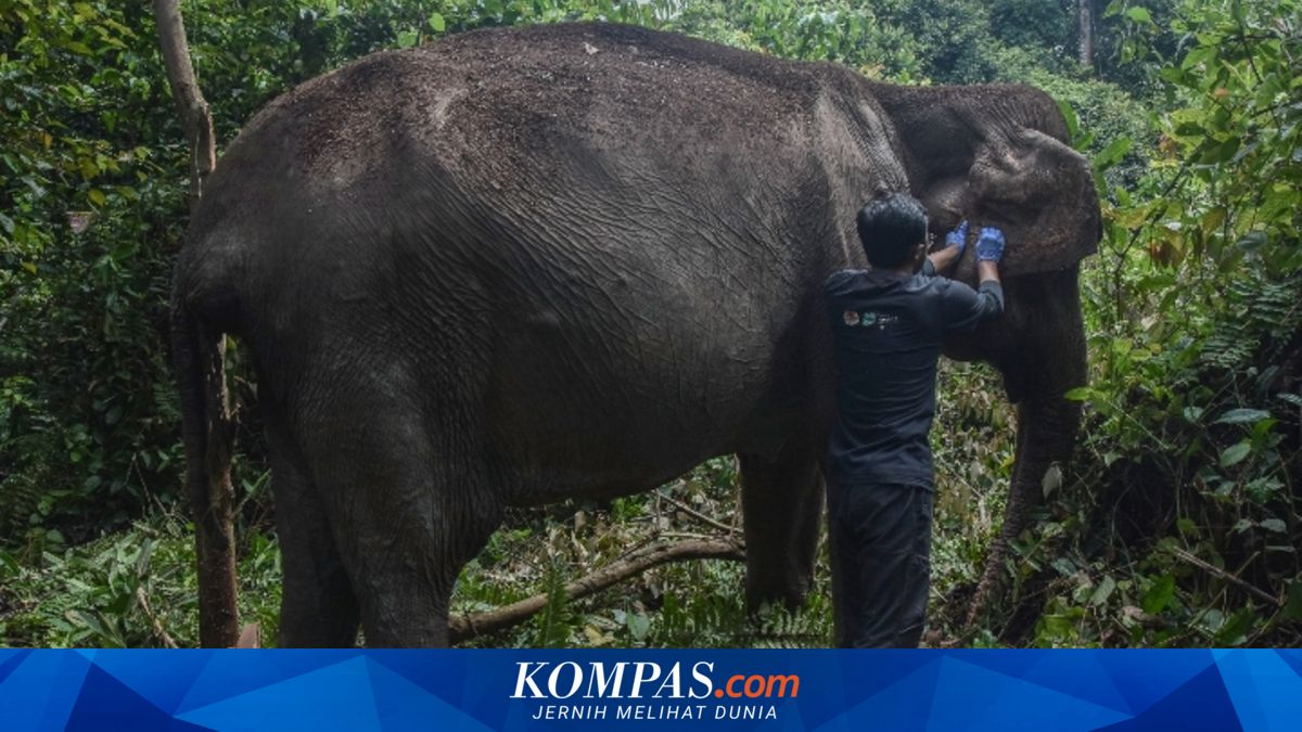 Gajah Soliter Ditemukan Sakit di HTI, BBKSDA Riau dan PT RAPP Berikan Pengobatan