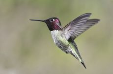 Bagaimana Burung Kolibri Terbang Mundur?