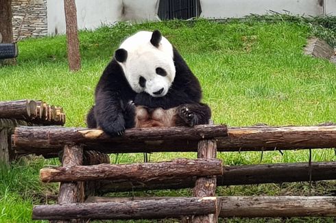 Diplomasi Panda Tirai Bambu di Indonesia