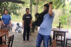 Siamang Peliharaan Diserahkan ke KSDA Kulon Progo, Pemilik Sadar Hewan Dilindungi