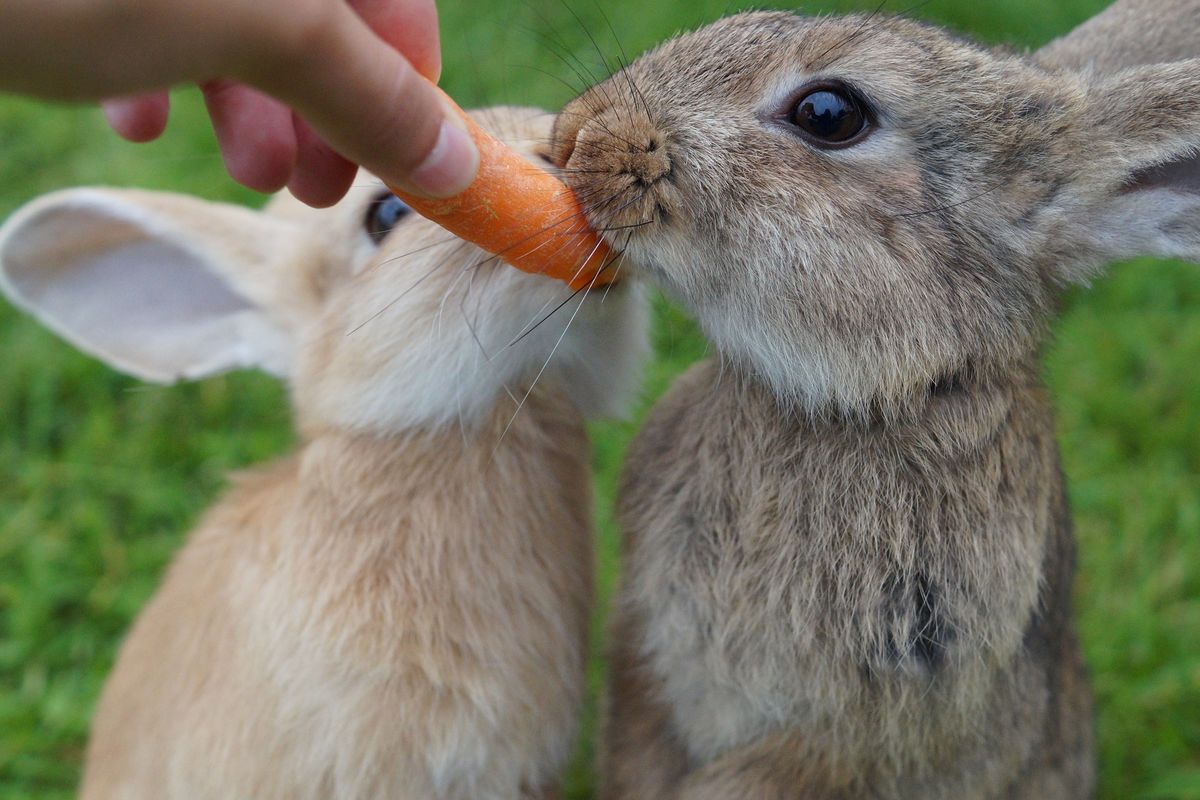 Makanan adalah salah satu aspek dalam cara merawat kelinci yang tentunya tak boleh dilewatkan. Beberapa makanan kelinci termasuk rumput hay, sayuran, dan pelet.