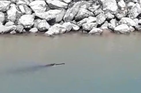 Viral, Video Buaya Muncul Dekat Perusahaan Galangan Kapal