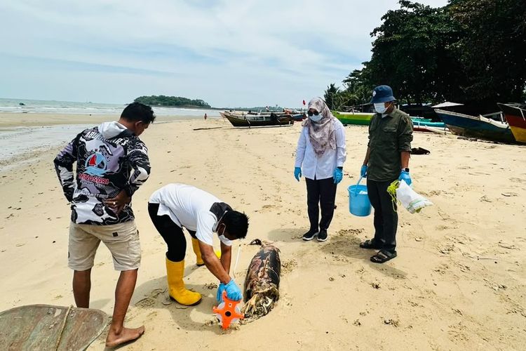 Lumba-lumba Tanpa Sirip Punggung Ditemukan Mati di Pesisir Balikpapan, Ditemukan Luka