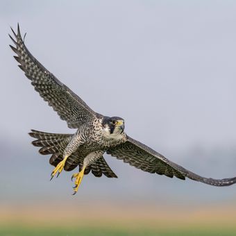 Ilustrasi burung peregrine falcon. 