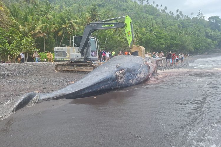 KKP Ungkap Kondisi Paus Sperma Berukuran 9,8 Meter yang Mati Terdampar di Ternate