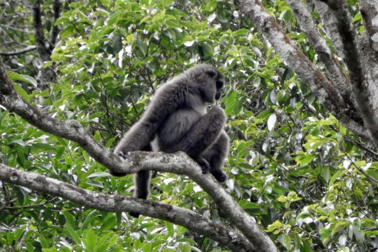 Seekor owa jawa bertengger di dahan pohon di Taman Nasional Gunung Gede Pangrango (TNGGP), Sukabumi, Jawa.Barat, Rabu (21/12/2016).