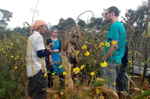 Kebun Jagung Warna-warni Cianjur Masih Diserbu Pengunjung