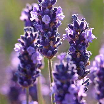 Ilustrasi bunga lavender. 