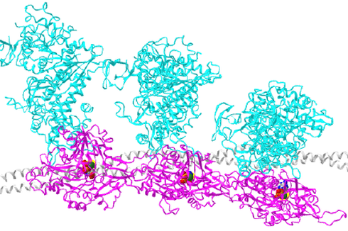 Jenis Protein Struktural yang Berperan dalam Kontraksi Sel Otot