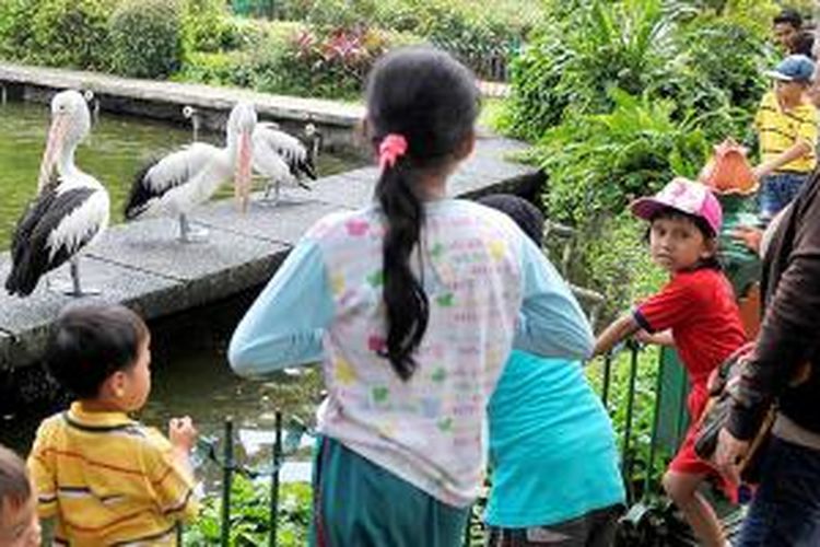 Pengunjung melihat burung pelikan, salah satu satwa koleksi Taman Margasatwa Ragunan, di kawasan Pasar Minggu, Jakarta Selatan, Kamis (26/3/2015). Kebun binatang ini didirikan tahun 1864 yang awalnya berlokasi di Cikini, Jakarta Pusat, dan kemudian dipindah ke Ragunan dan diresmikan Gubenur DKI Jakarta saat itu Ali Sadikin pada 22 Juni 1966. Selain melihat aktivitas hewan dari dekat, seperti tampak di foto sebelah kanan, pengunjung juga bisa bersantai di areal Taman Margasatwa Ragunan yang rimbun oleh pepohonan.