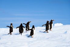 Gunung Es Menabrak Penampungan Penguin di Antartika dan Hampir Picu Bencana Ekologis