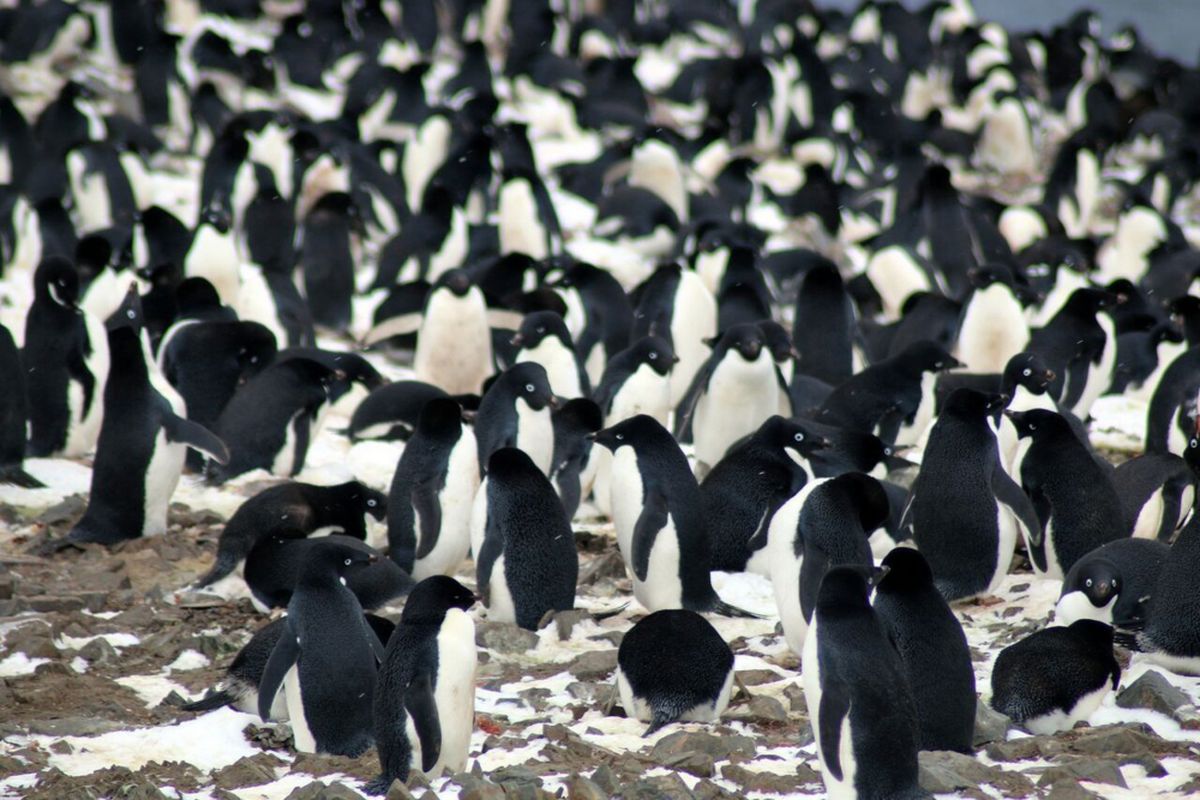 Koloni penguin Adelie yang baru ditemukan di Kepulauan Danger