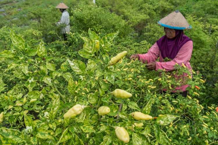 Buruh tani memanen cabe rawit yang belum memerah karena lahan yang ditanami akan dibangun perumahan di Mranggen, Demak, Jawa Tengah, Kamis (8/3). Menurut Bank Indonesia (BI), kelompok komponen pangan bergejolak seperti beras, telur dan daging ayam ras, serta komoditas cabe merupakan salah satu penyumbang inflasi terbesar di Indonesia karena fluktuasi harga yang sulit dikendalikan. ANTARA FOTO/Aji Styawan/pras/18.