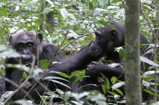 Simpanse Liar Pamerkan Benda ke Induknya untuk Berbagi Pengalaman