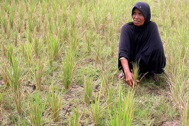 150 hektare tanaman padi warga Desa Lamsi, Kecamatan Cot Gle, kabupaten Aceh Besar mengering akibat kekeringan, sehingga warga pedalaman Aceh Besar ini yang manyoritasnya petani ini terancam gagal panen. Selasa (20/02/18).