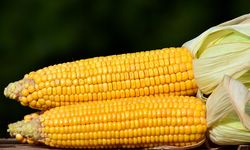 Bioteknologi Jagung, Peluang Indonesia Jawab Masalah Ketahan Pangan