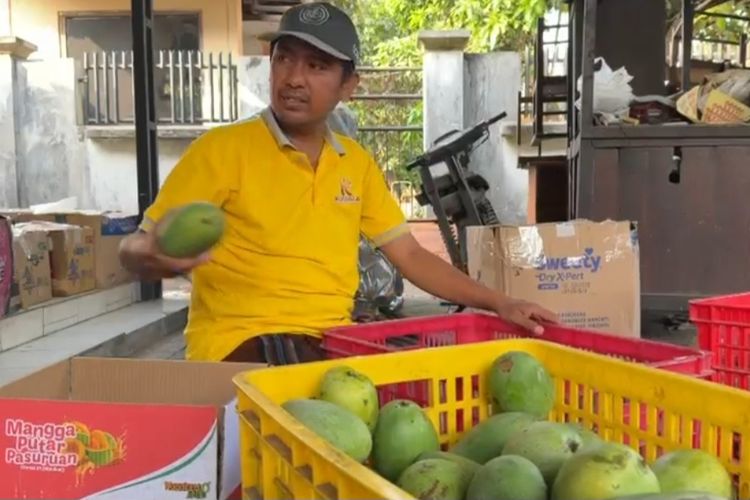 Kemarau Panjang Bawa Berkah bagi Petani Mangga Alpukat Pasuruan, Panen hingga 5 Kuintal Sehari
