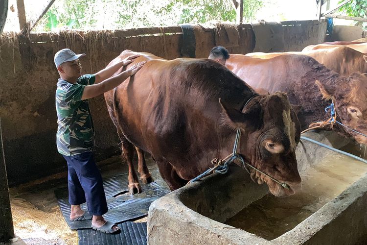 Potret sapi Prabowo yang bakal di Qurbankan di Sukabumi, Minggu (1/6/2025).