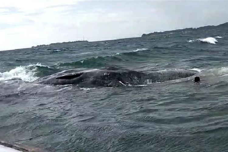 Paus dengan panjang sekitar 10 meter ditemukan mati di perairan Kepulauan Kangean, Kabupaten Sumenep, Selasa (28/3/2023).