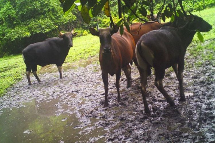 Bornean bulls are successfully captured on a camera trap installed by Yayori's team on Tuesday, January 10, 2023. 