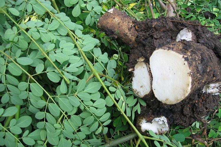 Cara Mengolah Daun Kelor Untuk Kanker : Cara Membuat Resep ...