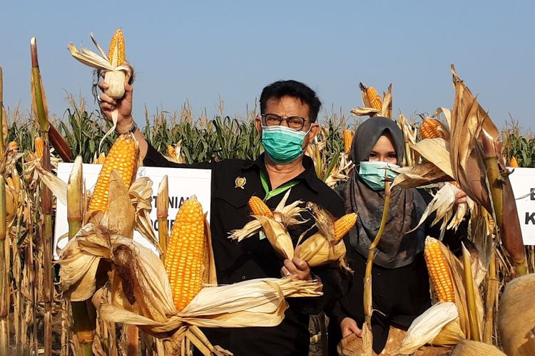 Mentan Syahrul Yasin Limpo, saat ikuti panen raya jagung di Kendal. KOMPAS.COM/SLAMET PRIYATIN