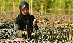BRGM Klaim Rehabilitasi PEN Mangrove Mampu Tingkatkan Penghasilan Masyarakat 