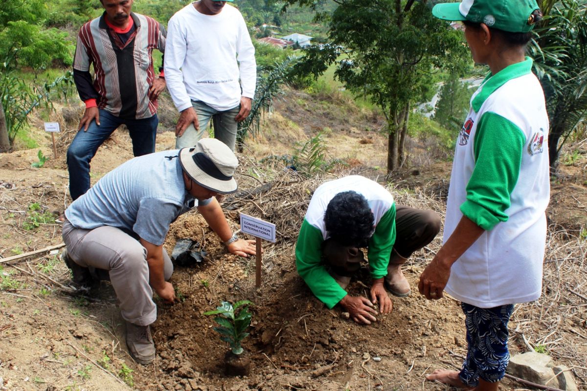 Di dampingi CI, ASPEKAT berhasil membibitkan 7.000 pohon kopi varietas unggul bantuan dari Starbucks, Kamis (22/6/2017) 