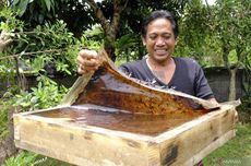 Budidayakan Lebah Klanceng, Komang Teja Berhasil Raup Jutaan Rupiah Per Hari