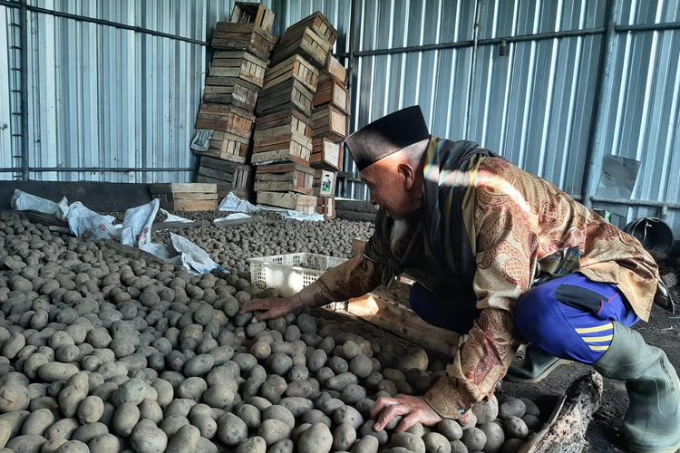 Mbah Kerto, miliarder asal Desa Ranupane, Kecamatan Senduro, Kabupaten Lumajang, Jawa Timur, saat saat melihat kentang hasil panennya, Jumat (1/7/2022)