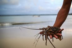 Kembali Disahkan, KKP Putar Otak Hitung Pengenaan PNBP Benih Lobster