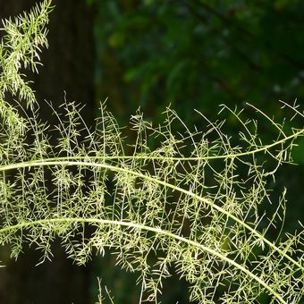 Ilustrasi tanaman asparagus fern. 