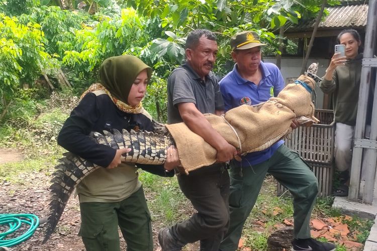 Petugas kantor Resort Konservasi Wilayah Kulon Progo dari Balai KSDA Yogyakarta mengevakuasi buaya dua meter dari rumah warga Padukuhan Bendungan Lor, Kalurahan Bendungan, Kapanewon Wates, Kabupaten Kulon Progo, Daerah Istimewa Yogyakarta.