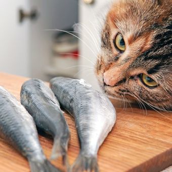 Ilustrasi kucing makan ikan