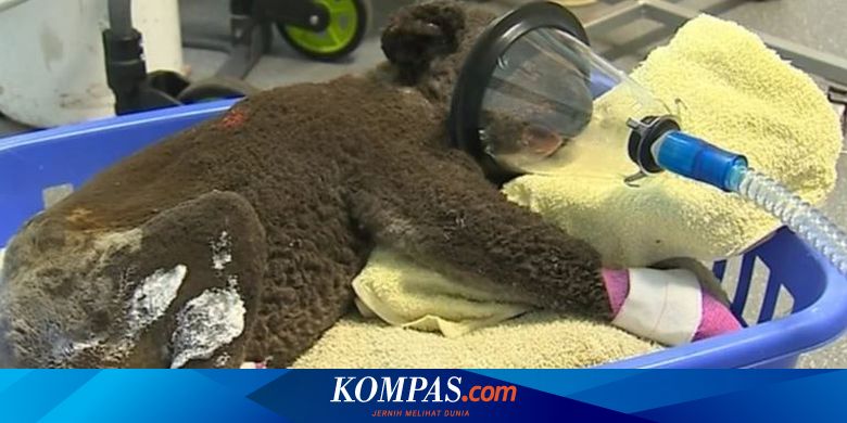 Kebakaran Di Australia Berpotensi Picu Kepunahan Flora Dan Fauna Halaman All Kompas Com