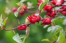 Cara Menanam Rosella, Bunga yang Bermanfaat untuk Kesehatan