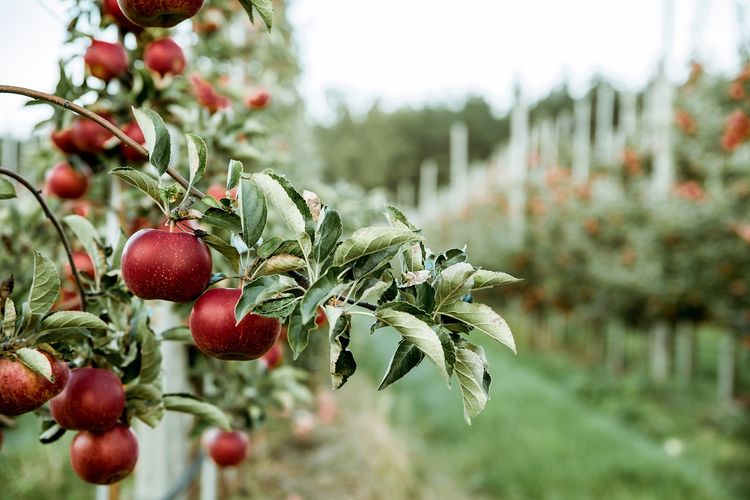 Ilustarai perkebunan apel di Polandia
